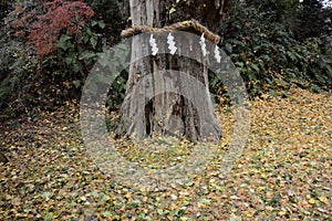 Sacred tree and Shimenawa in the shrine