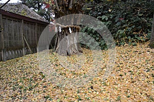 Sacred tree and Shimenawa in the shrine