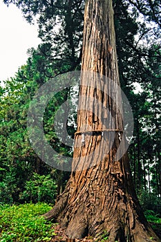 Sacred tree in a Shinto shrine in Japan