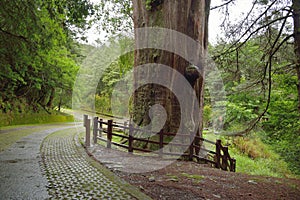 Sacred Tree,Taiwan Red Cypress.