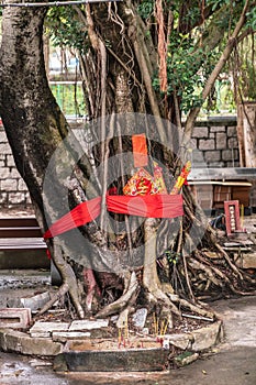 Sacred tree at Taoist shrine in Tai O, Hong Kong China