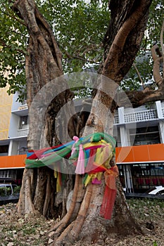 Sacred tree photo