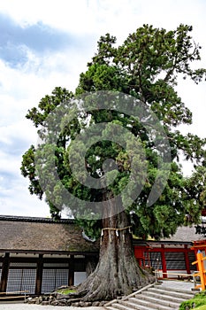 Sacred tree, worshipping tree with rope and white paper streamers, Kasuga Taisha Shrine, Nara, Japan. Japan