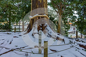 Sacred tree, wrapped with shimenawa, Kanazawa, Japan