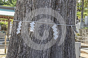 Sacred tree, wrapped with shimenawa, onohiyoshi jinja shrine, Kanazawa, Japan