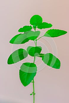 Sacred Tulsi Tree with white background from Unique Perspectives photo