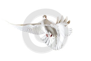 Sacred white dove flying on a white background