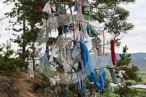 Sacred Wish Tree with tied ribbons