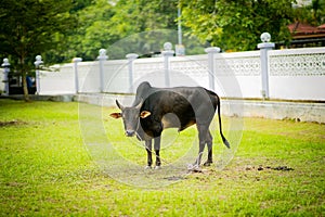 `Sacrifice Feast` also known as Hari Raya Aidiladha is the second of the two Muslim celebrat