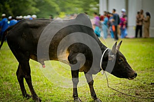 `Sacrifice Feast` also known as Hari Raya Aidiladha is the second of the two Muslim celebrat