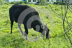 Sacrificial Cow, Sapi Qurban, eid al-adha