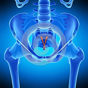 The sacrococcygeal ligament