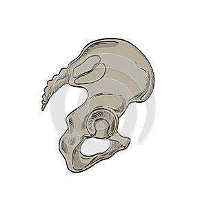 Sacroiliac Joints Linking the Pelvis and Lower Spine Side Cross Section Drawing