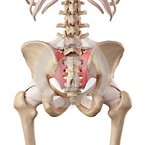 The sacroiliac ligament