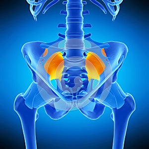 The sacroiliac ligament