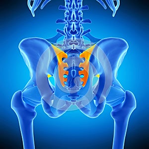 The sacroiliac ligament