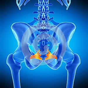 The sacrospinous ligament