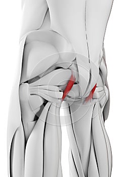 The sacrotuberous ligament