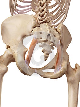 The sacrotuberous ligament