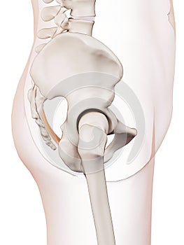 The sacrotuberous ligament