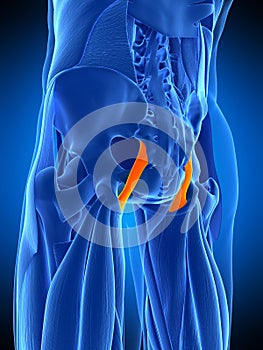 The sacrotuberous ligament