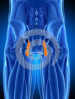 The sacrotuberous ligament