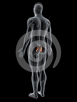 the sacrotuberous ligament