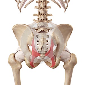 The sacrotuberous ligament photo