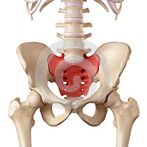 The sacrum