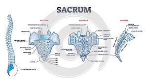 Sacrum as spinal bone structure anatomical description outline diagram photo