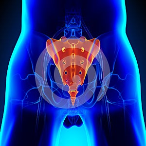 Sacrum Coccyx Bone Anatomy with Ciculatory System photo