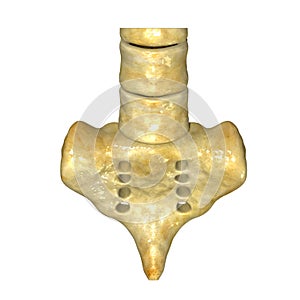 Sacrum and coccyx photo