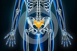 Sacrum and coccyx x-ray front or anterior view. Osteology of the human skeleton, pelvic girdle or hip bones 3D rendering