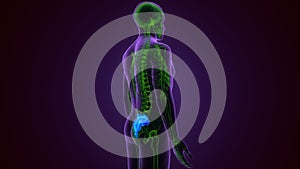 Sacrum part of human pelvis,3D rendering, illustration of the human, skeletal sacrum
