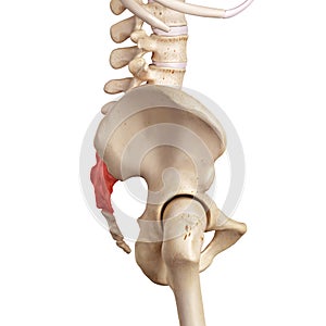 The sacrum photo