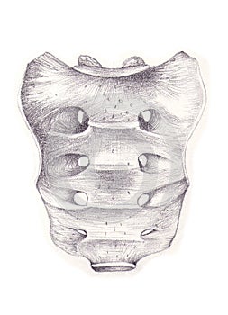 Sacrum pelvic surface bone photo