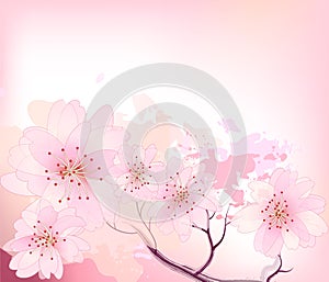 Sacura spring cherry tree