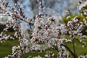 Sacura tree blossom in the park