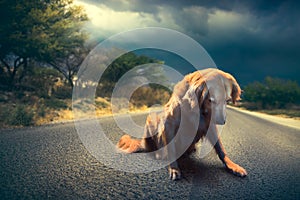 Sad, abandoned dog in the middle of the road /high contrast image