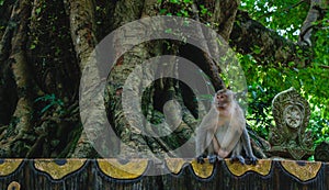 Sad abandoned monkey sitting on the side of the road thinking at the meaning of life