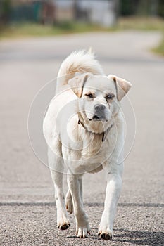 Sad and abandoned mutt with problem in eyes. White stray dog walking towards the camera. With copy space.