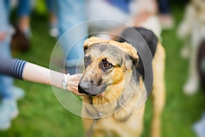 Sad adult dog with an expressive look from shelter. Hand of Girl regret, caress dog. Dog hopes to have owner. Loneliness