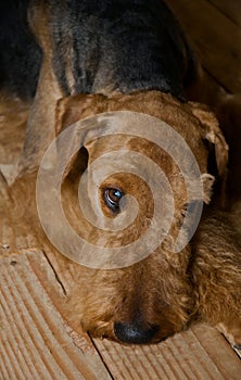 Sad airedale terrier dog laying on a wooden floor