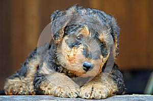 Sad Airedale Terrier puppy