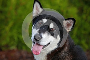 Sad Alaskan Malamute