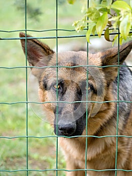 Sad Alsation, German Shepherd dog nehind wire fence in garden.