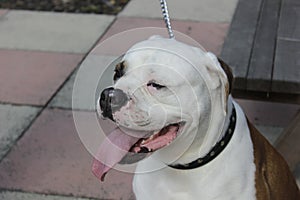 Sad American bulldog is sitting outside