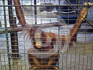 Sad ape or monkey is in the cage. Animal abuse, neglect and crue