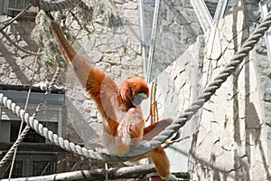 Sad ape sitting on rope in cage