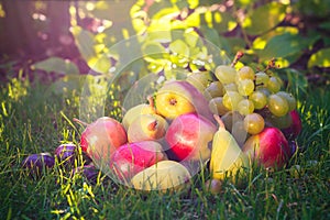 Sad autumn fruits grass sunshine